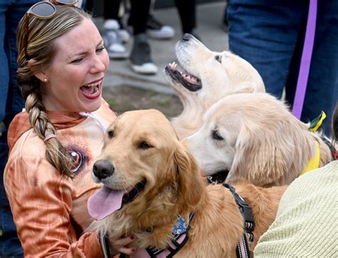 Golden galore at Boston Common: Hundreds of golden retrievers gather in honor of Spencer, the Boston Marathon dog